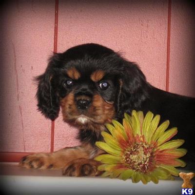 Cavalier King Charles Spaniel Puppies for Sale