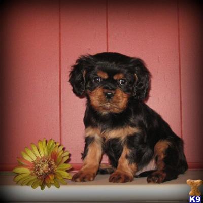 Cavalier King Charles Spaniel Puppies for Sale