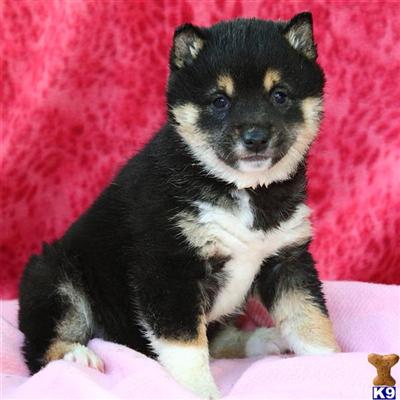 Shiba Inu Puppies for Sale