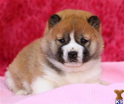 Shiba Inu Puppies for Sale