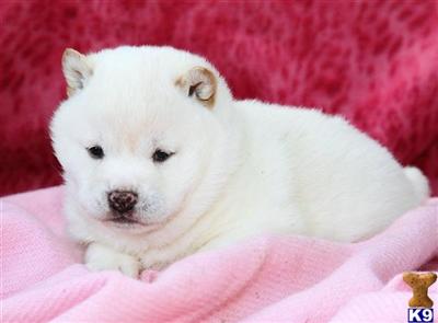 Shiba Inu Puppies for Sale