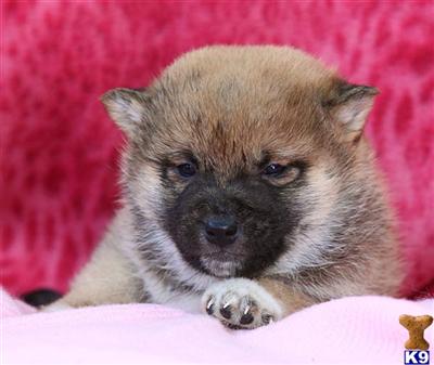 Shiba Inu Puppies for Sale