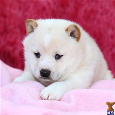 Shiba Inu Puppies for Sale