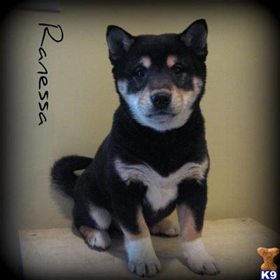Shiba Inu Puppies for Sale