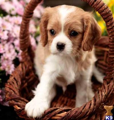 Cavalier King Charles Spaniel Puppies for Sale