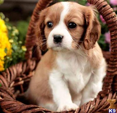 Cavalier King Charles Spaniel Puppies for Sale