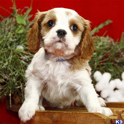 Cavalier King Charles Spaniel Puppies for Sale