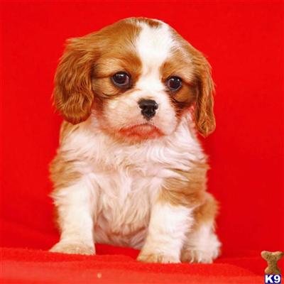 Cavalier King Charles Spaniel Puppies for Sale