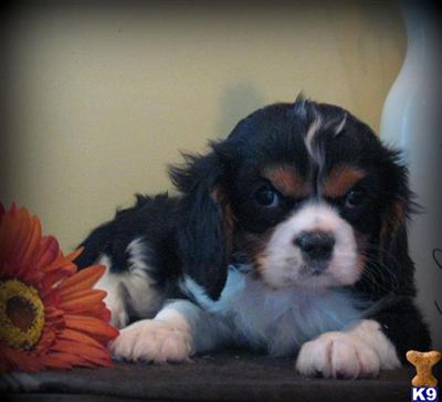 Cavalier King Charles Spaniel Puppies for Sale