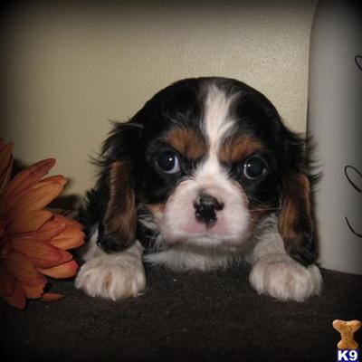 Cavalier King Charles Spaniel Puppies for Sale