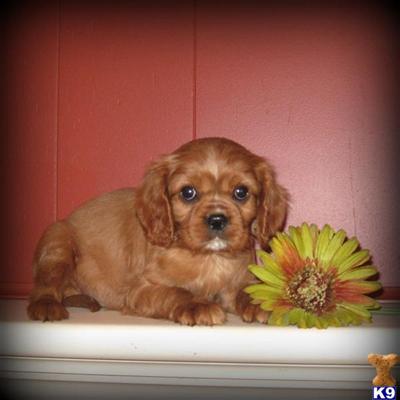 Cavalier King Charles Spaniel Puppies for Sale