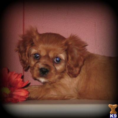 Cavalier King Charles Spaniel Puppies for Sale