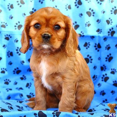 Cavalier King Charles Spaniel Puppies for Sale