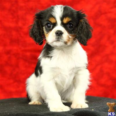 Cavalier King Charles Spaniel Puppies for Sale