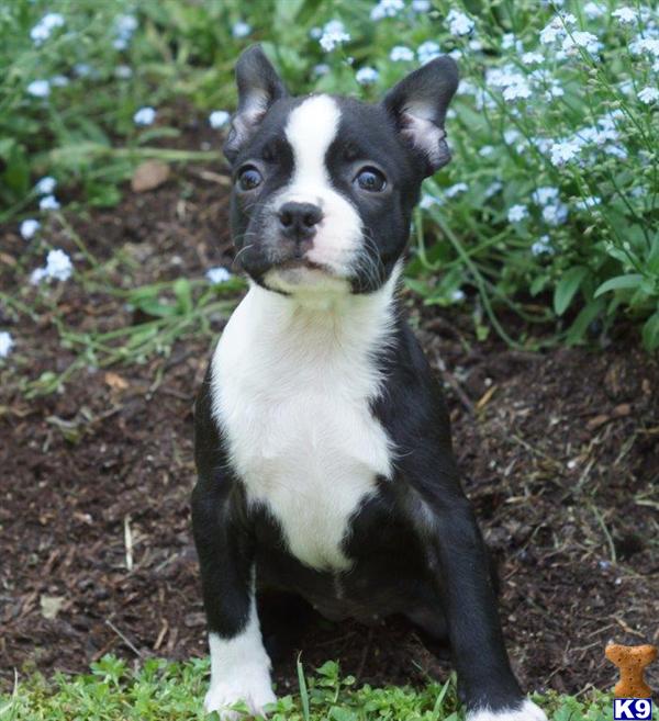 boston terrier puppies pa document moved boston terrier puppies pa document moved