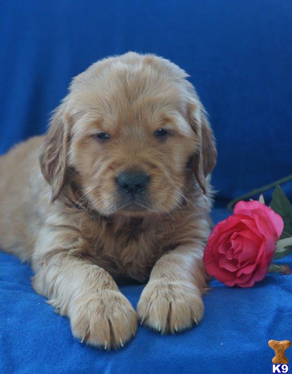 golden retriever puppies in pennsylvania document moved golden retriever puppies in pennsylvania document moved