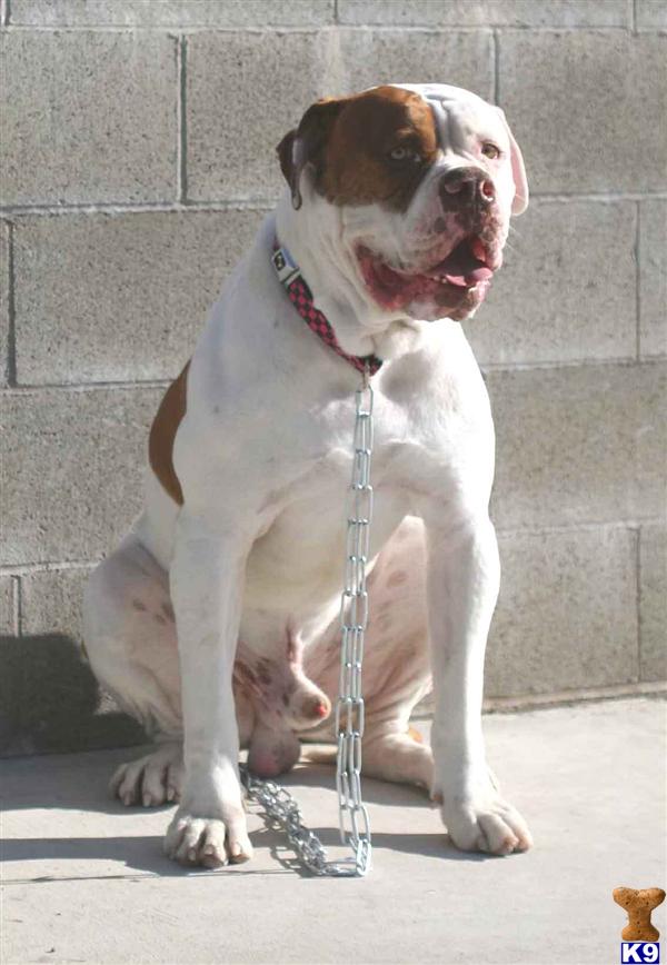 American Bulldog Puppies