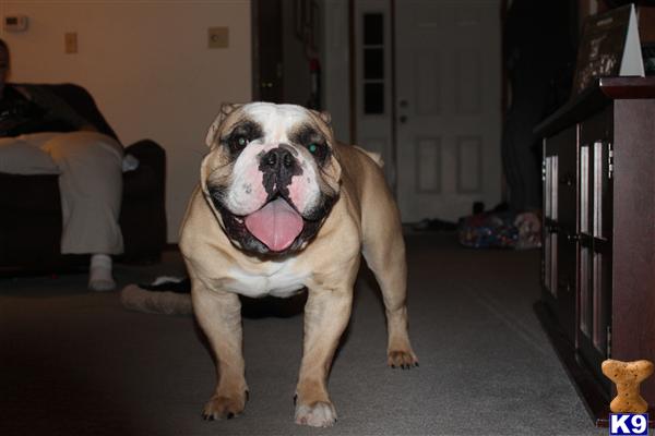 Stud Dogs - English Bulldog