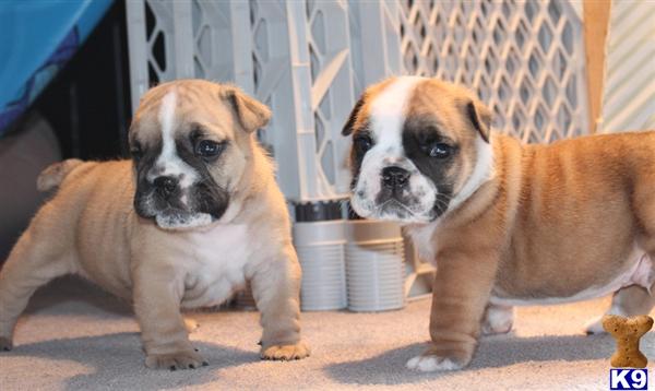 English Bulldog Puppies