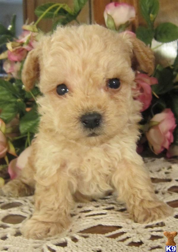 yorkie chihuahua poodle mix images of chihuahua yorkie poodle mix wallpaper kootationcom breeds picture yorkie chihuahua poodle mix images of chihuahua yorkie poodle mix wallpaper kootationcom breeds picture