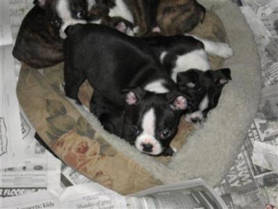 Puppies in NH