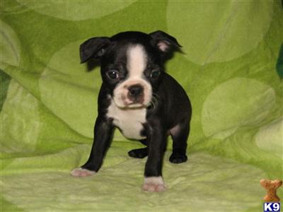 Puppies in NH