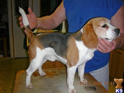Stud Dogs - Beagle