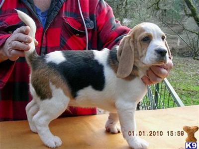 Beagle Puppies for Sale