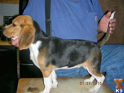 Beagle Puppies for Sale