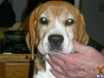 Stud Dogs in OR