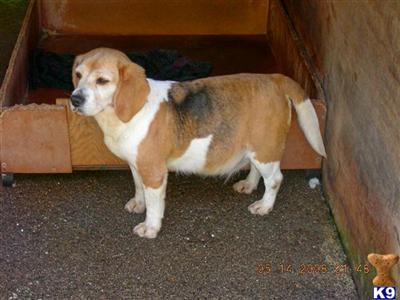 Beagle Puppies for Sale