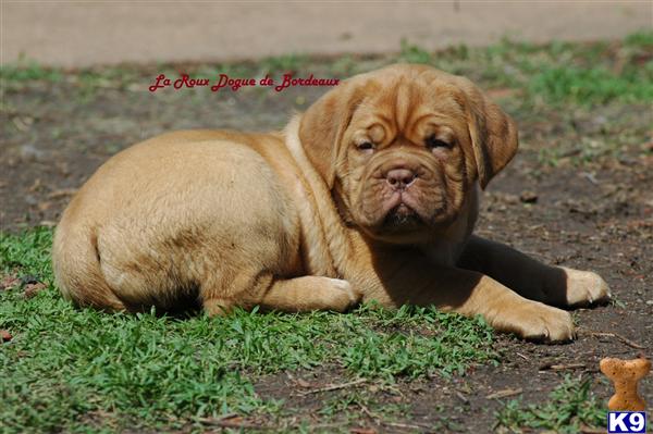 Puppies in KS