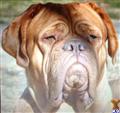 Dogue De Bordeaux