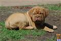 Dogue De Bordeaux