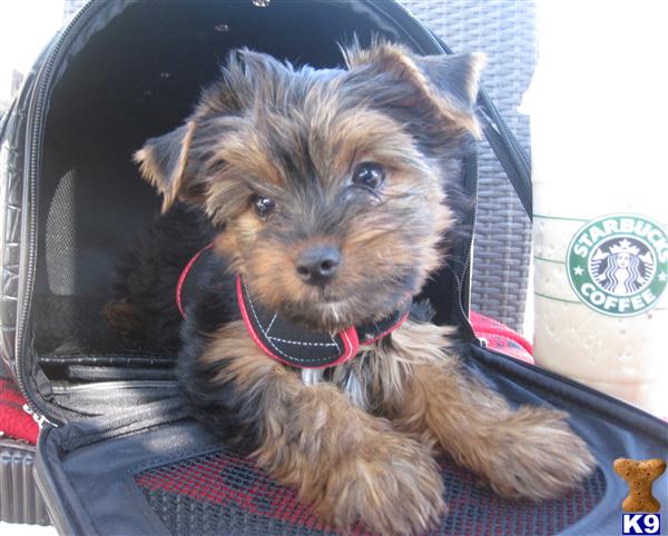 Puppies in Surprise