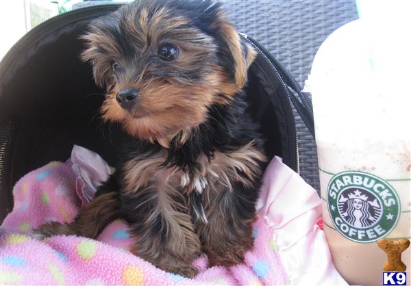 Puppies in Surprise