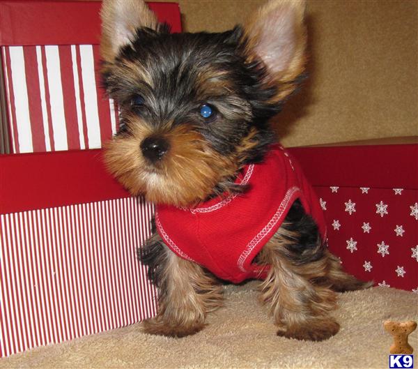 Puppies in Surprise