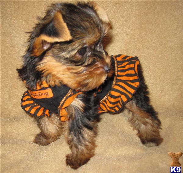 Puppies in Surprise