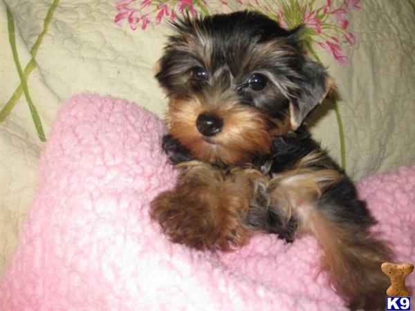 Puppies in Surprise