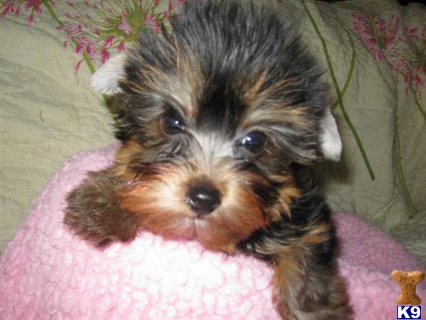 Puppies in Surprise