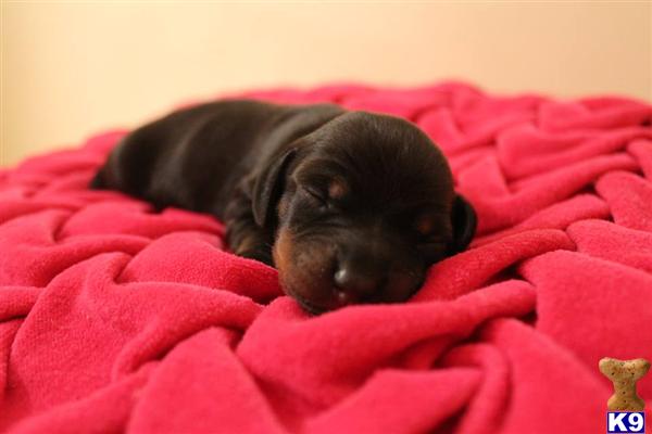 dachshund puppies ma document moved dachshund puppies ma document moved