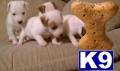 Jack Russell Terrier Puppies