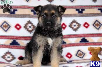 German Shepherd Puppies