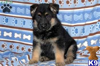 German Shepherd Puppies