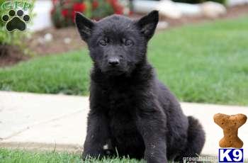German Shepherd Puppies