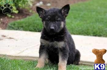 German Shepherd Puppies