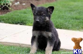 German Shepherd Puppies