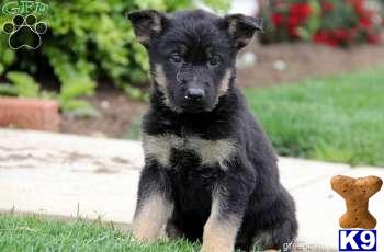 German Shepherd Puppies
