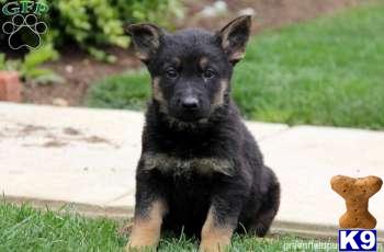 German Shepherd Puppies