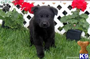 German Shepherd Puppies